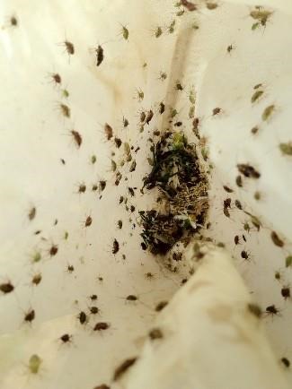 Unusually High Plant Bug Populations Headed for Arkansas Cotton